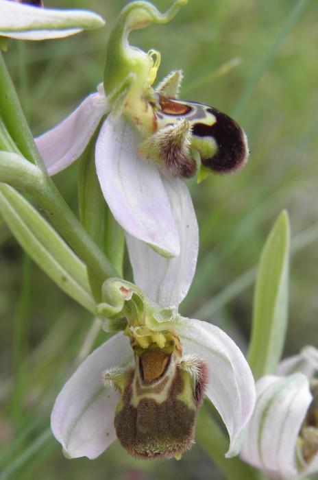 Lucca - Ophrys apifera